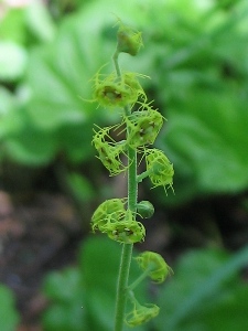 Mitella pentandra